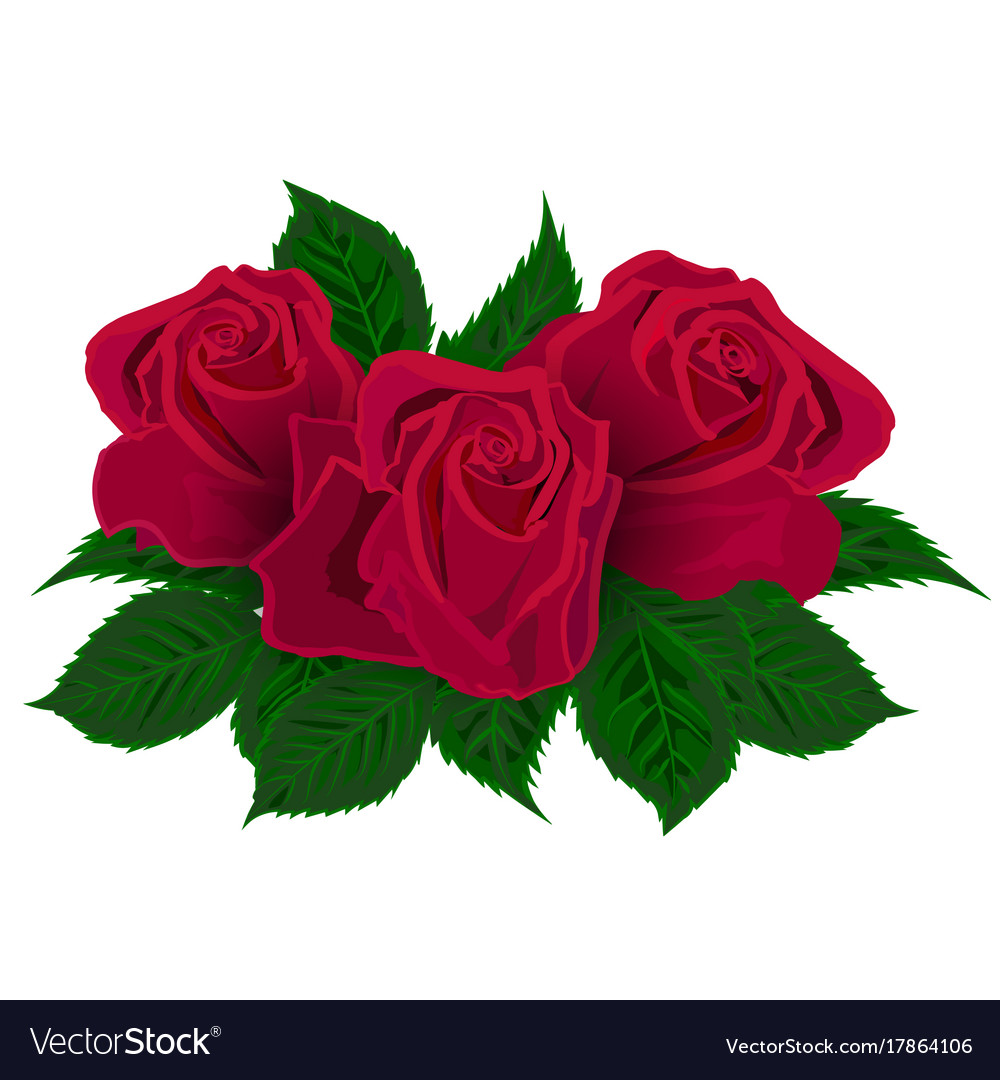Red Rose On White Background Royalty Free Vector Image Red Rose On White Background Vector Image