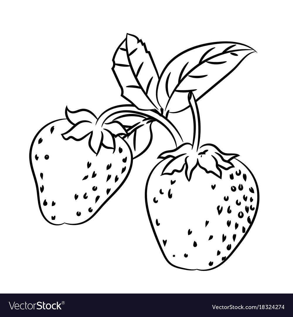 Uncategorized Drawing Of Strawberry line drawing of strawberry simple royalty free vector image