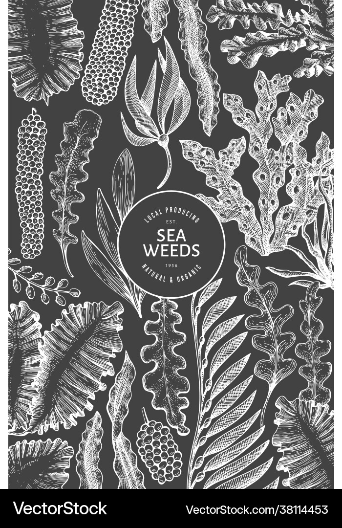 Seaweed design template hand drawn seaweeds Vector Image