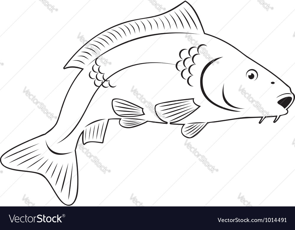 Carp fish Royalty Free Vector Image - VectorStock