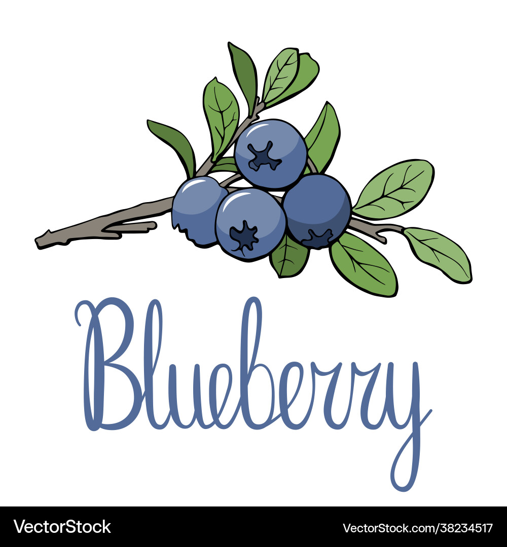 Blueberry logo and lettering Royalty Free Vector Image