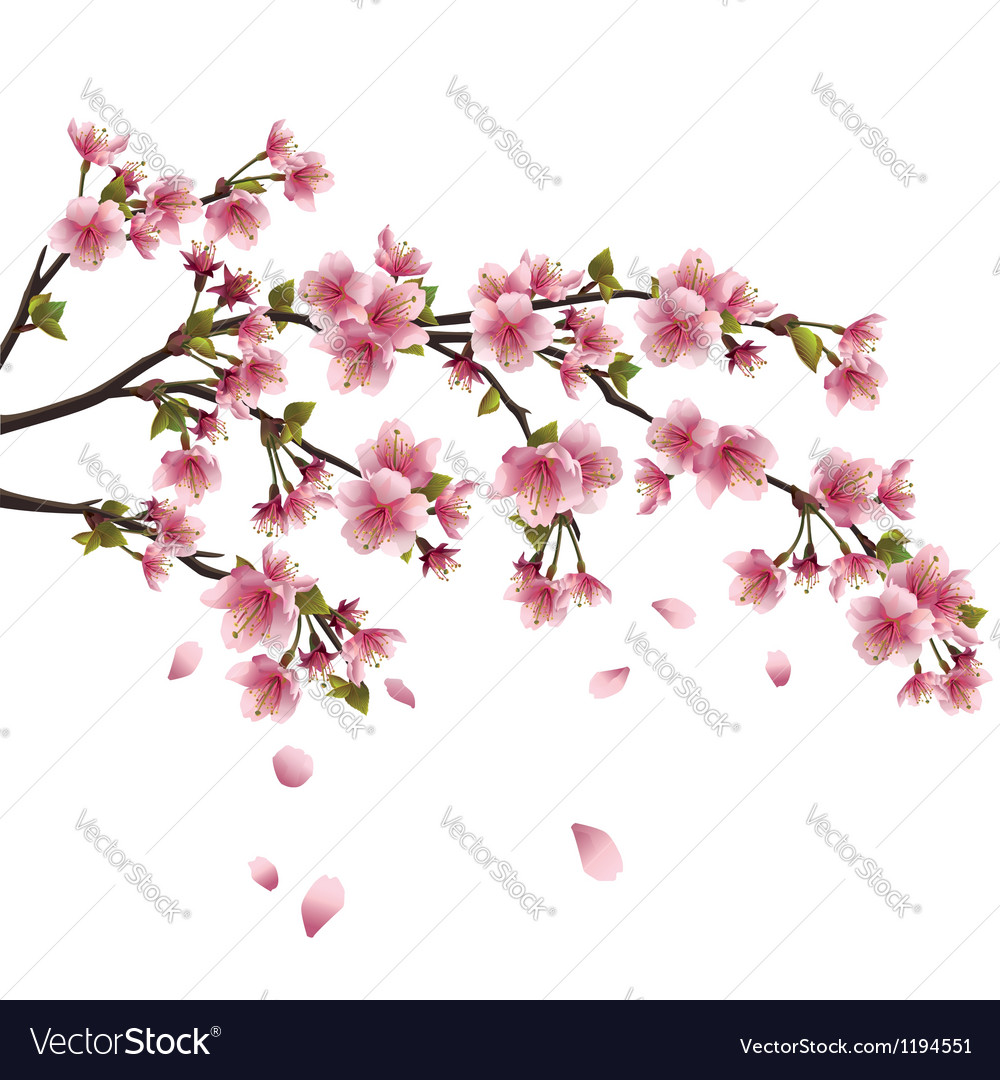 Anese Flowering Cherry Garden Design Ideas Anese Cherry Blossom Leaf Garden Inspiration