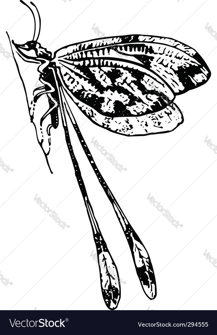 Butterfly neuroptera Royalty Free Vector Image