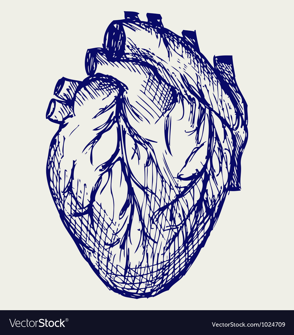 Download Human Heart Royalty Free Vector Image - VectorStock