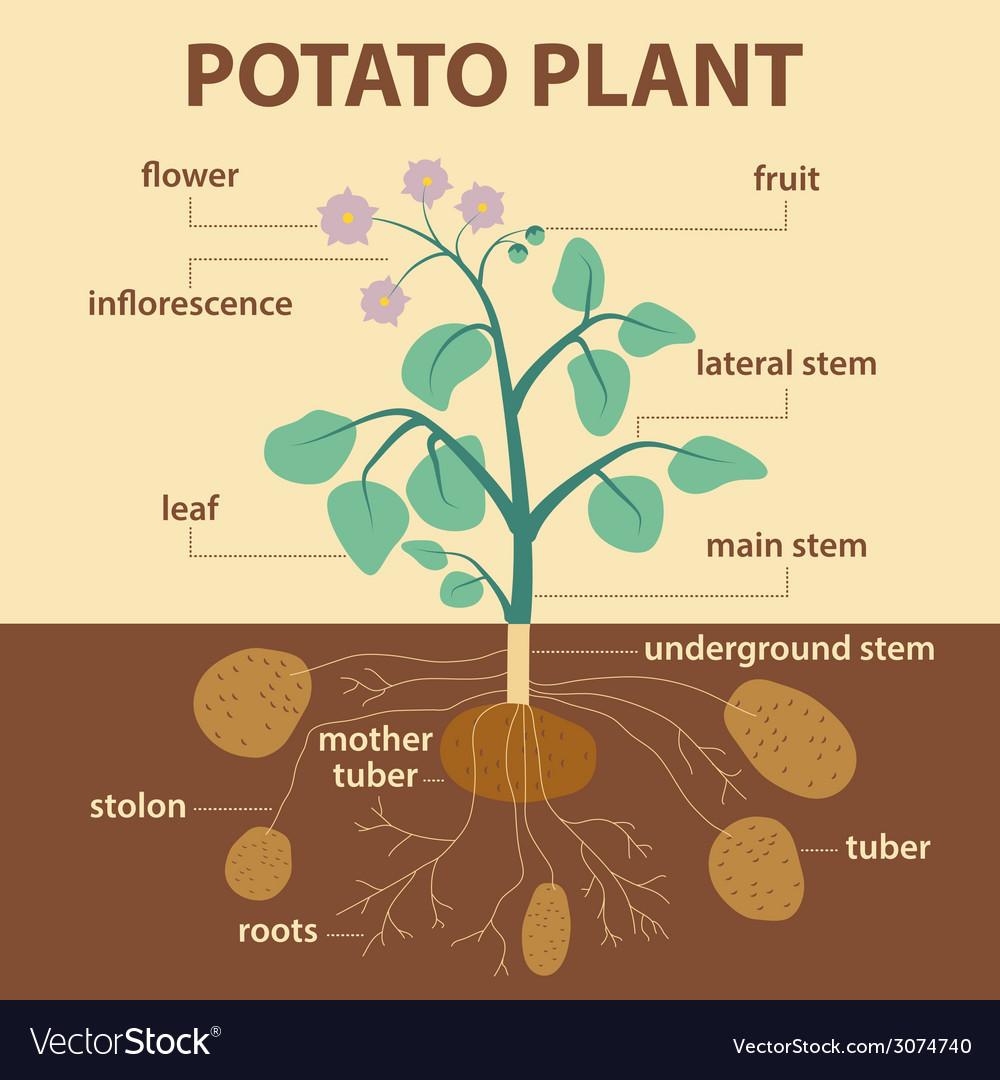 Potato plant Royalty Free Vector Image VectorStock