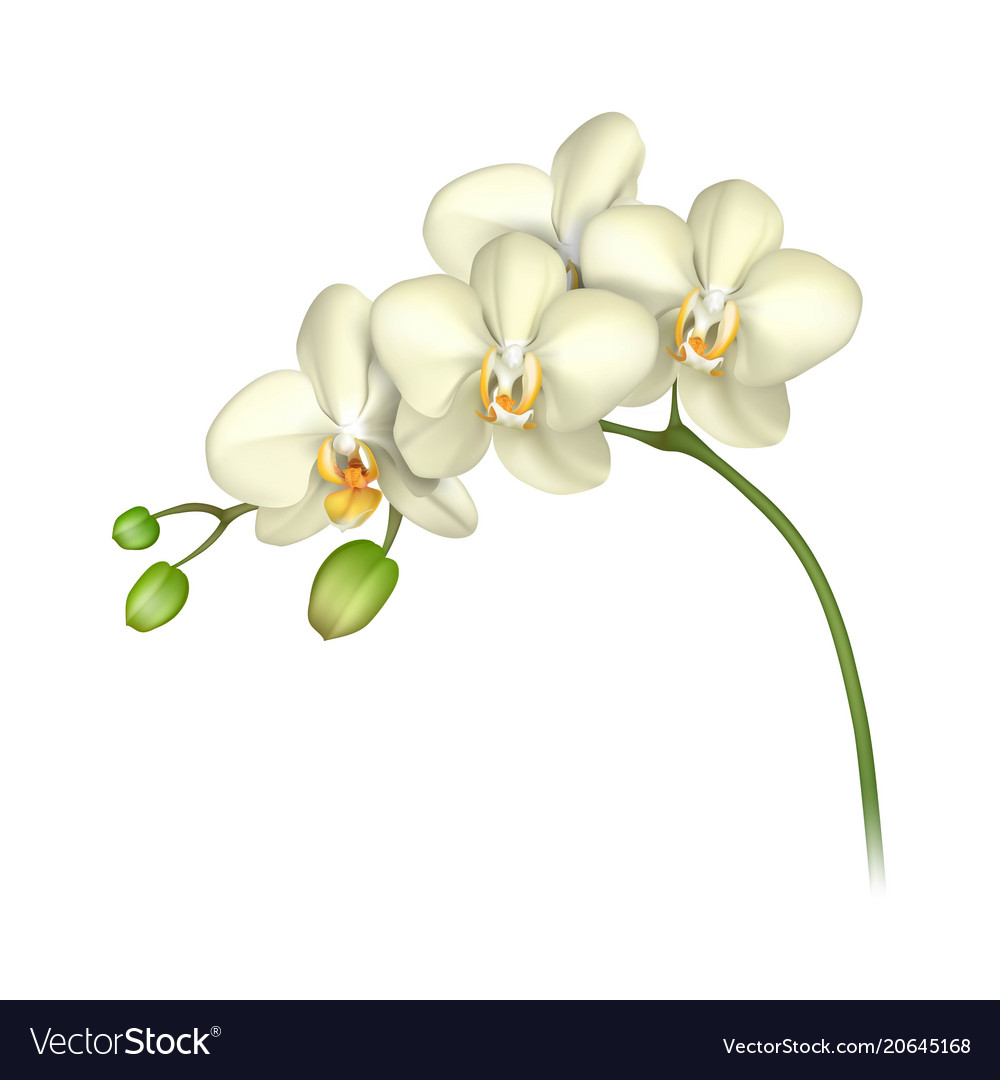 White orchid realistic transparent background Vector Image
