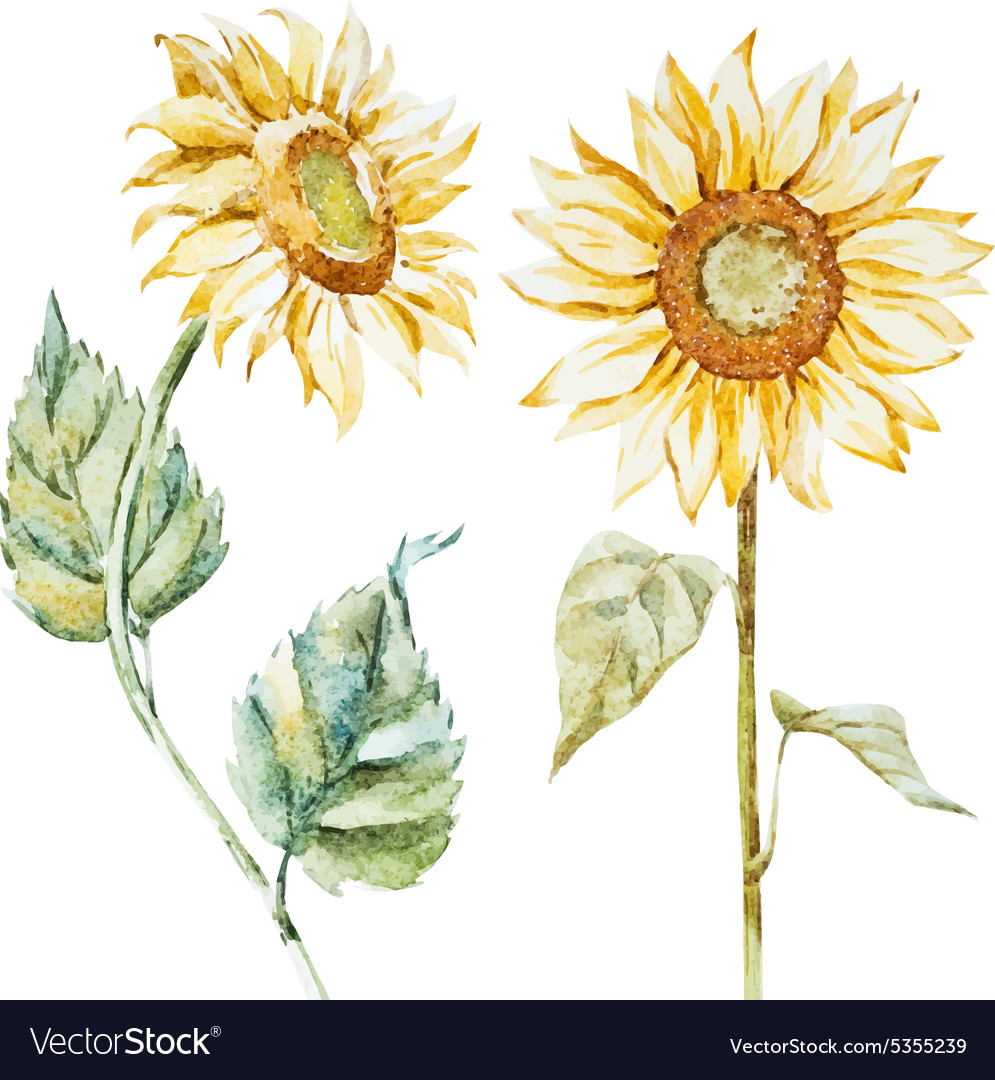 Download Watercolor sunflowers Royalty Free Vector Image