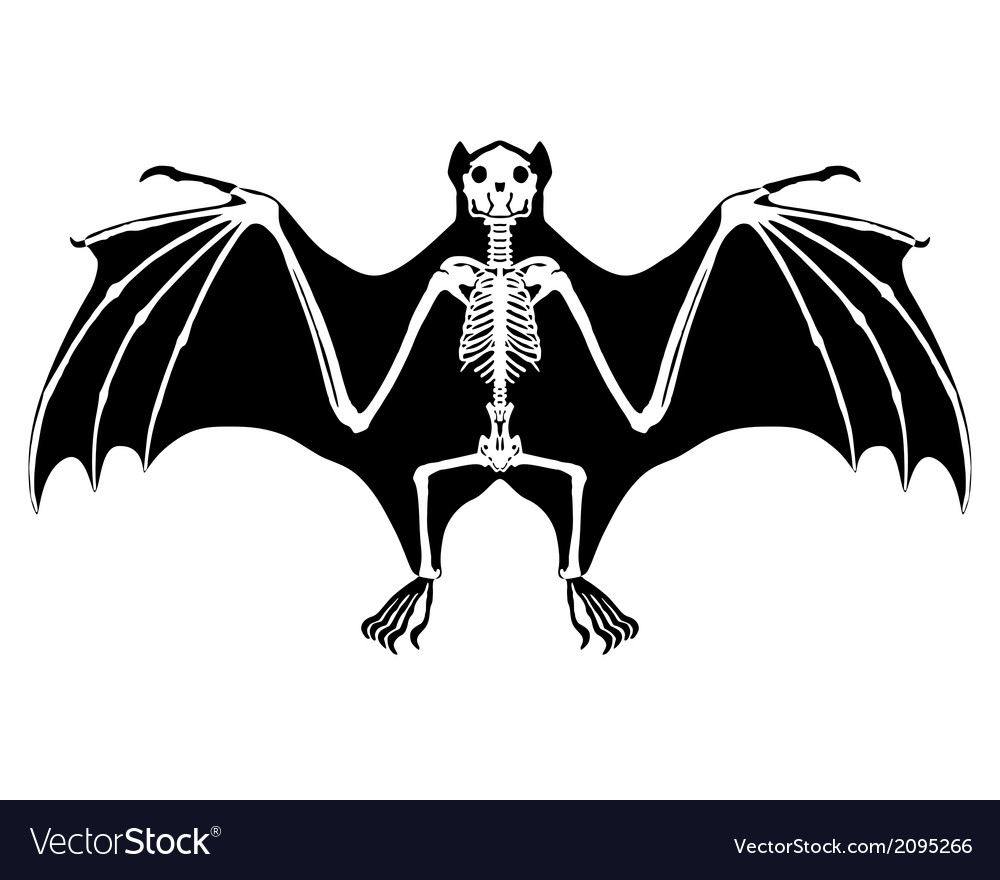 Bat skeleton Royalty Free Vector Image VectorStock