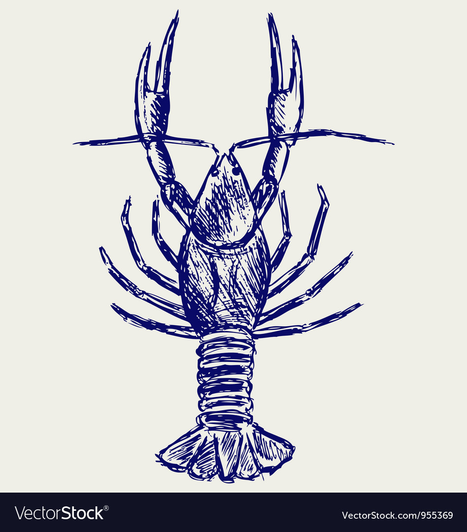 Crayfish sketch Royalty Free Vector Image - VectorStock