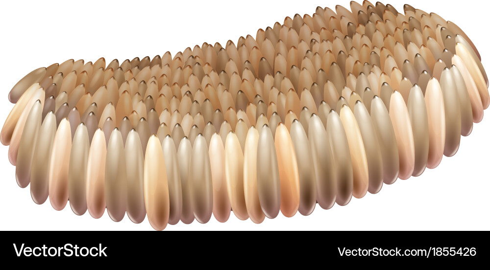 Mosquito egg Royalty Free Vector Image VectorStock