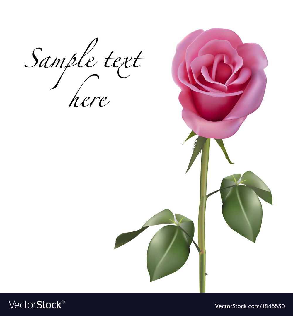 Pink Rose Isolated On White Background Royalty Free Vector Pink Rose Isolated On White Background Vector Image