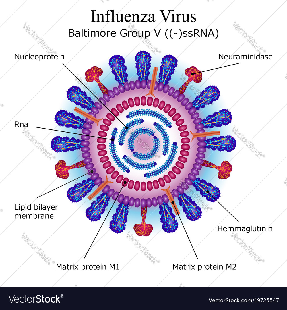 Resultado de imagem para virus influenza