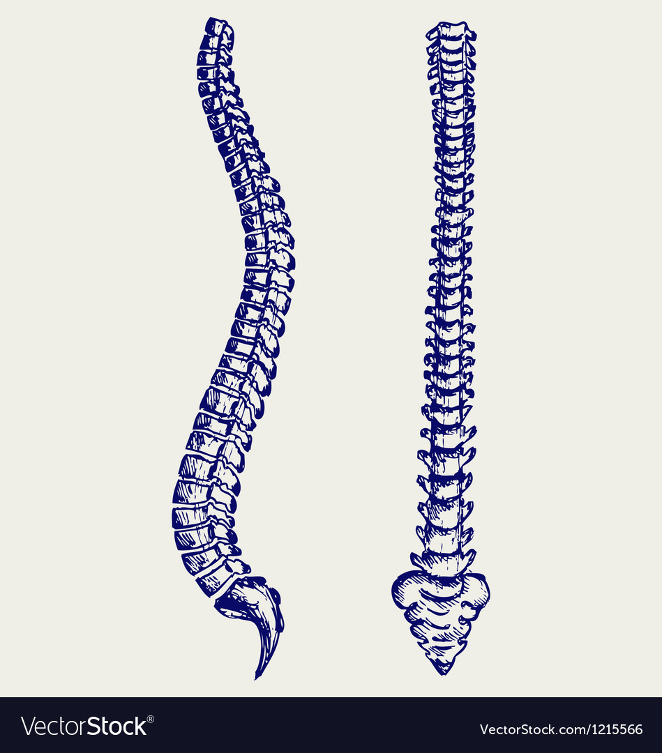 anatomy of spine anatomy of spine