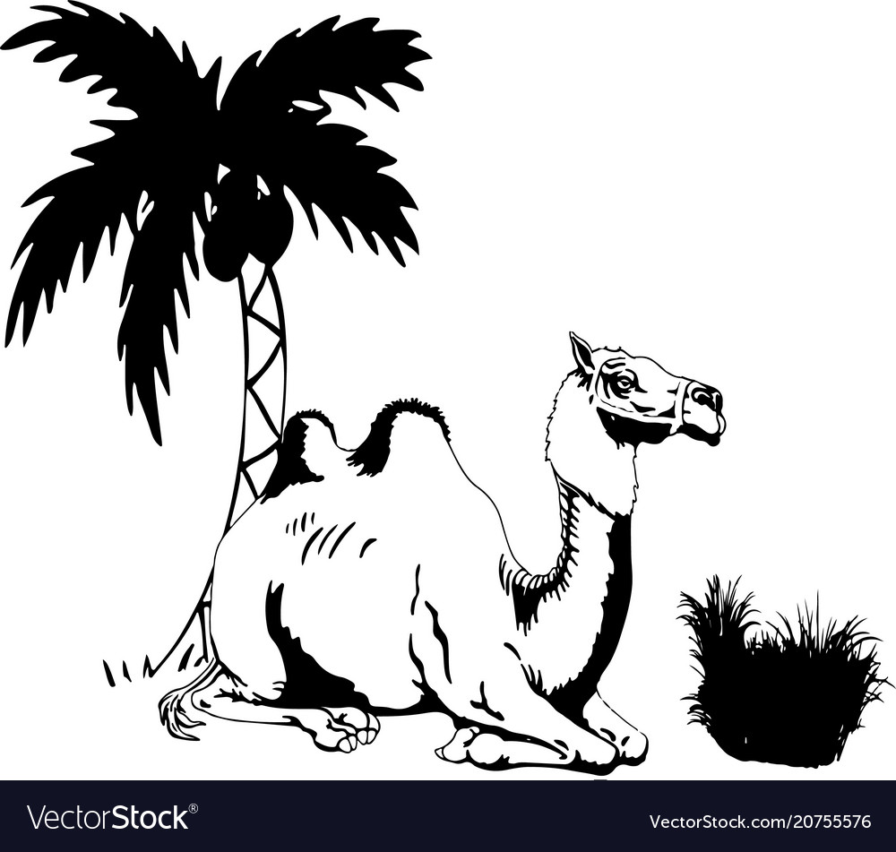 Man on the camel in palm trees