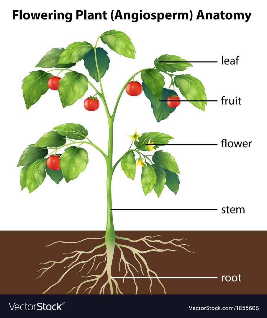 Parts of a plant Royalty Free Vector Image VectorStock