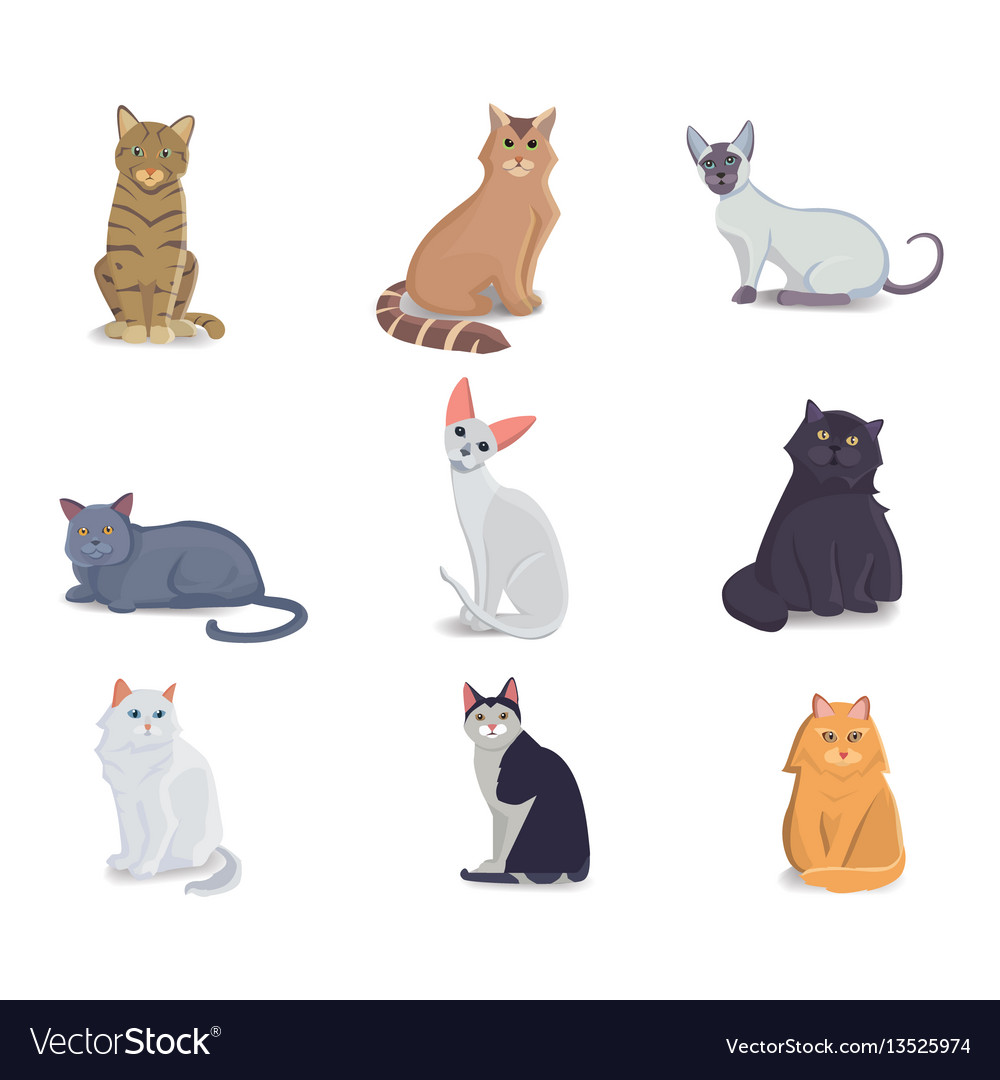 Collection Cats Of Different Breeds Royalty Free Vector Collection Cats Of Different Breeds Royalty Free Vector