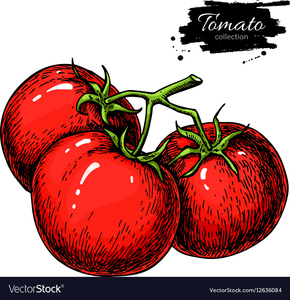 Tomato drawing Isolated tomatoes on branch Vector Image