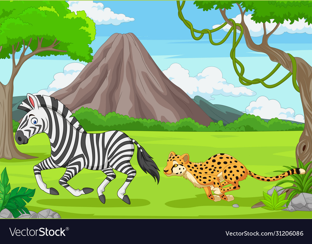 Cheetah is chasing a zebra in an african Vector Image