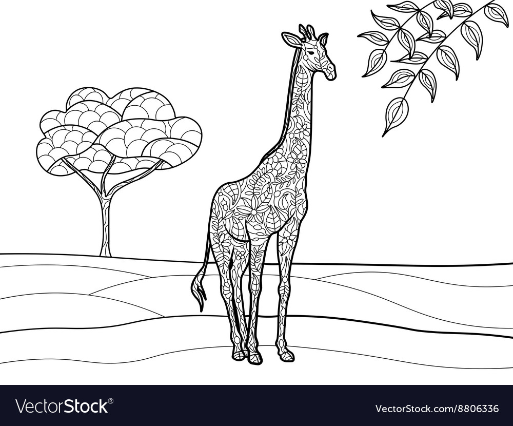 giraffe coloring book for adults vector image