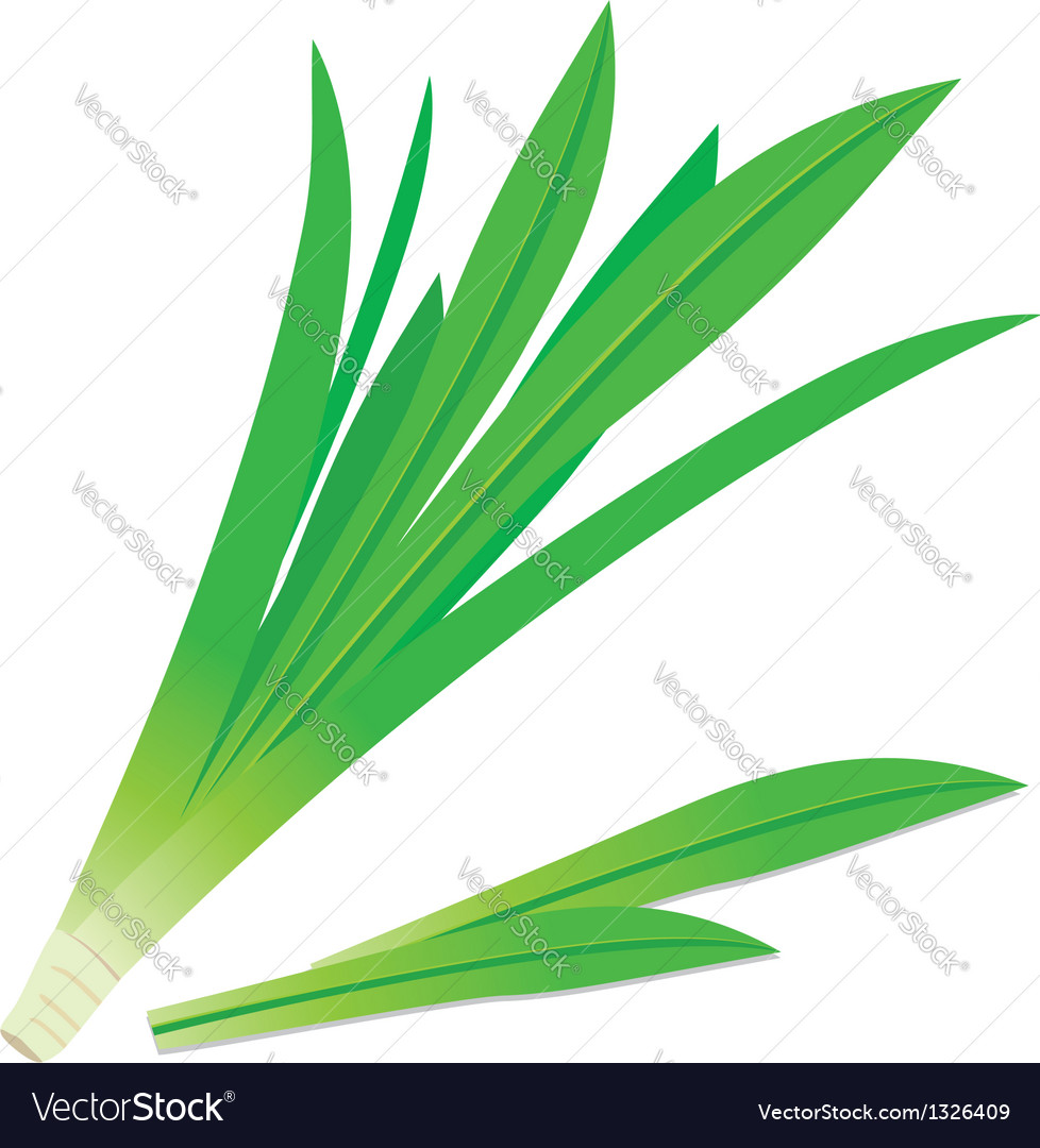 Pandanus leaves Royalty Free Vector Image - VectorStock