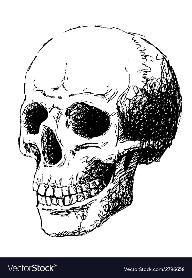 vector view skull side skull Image view Side Royalty Free of Vector VectorStock vector view skull side skull Image view Side Royalty Free of Vector VectorStock