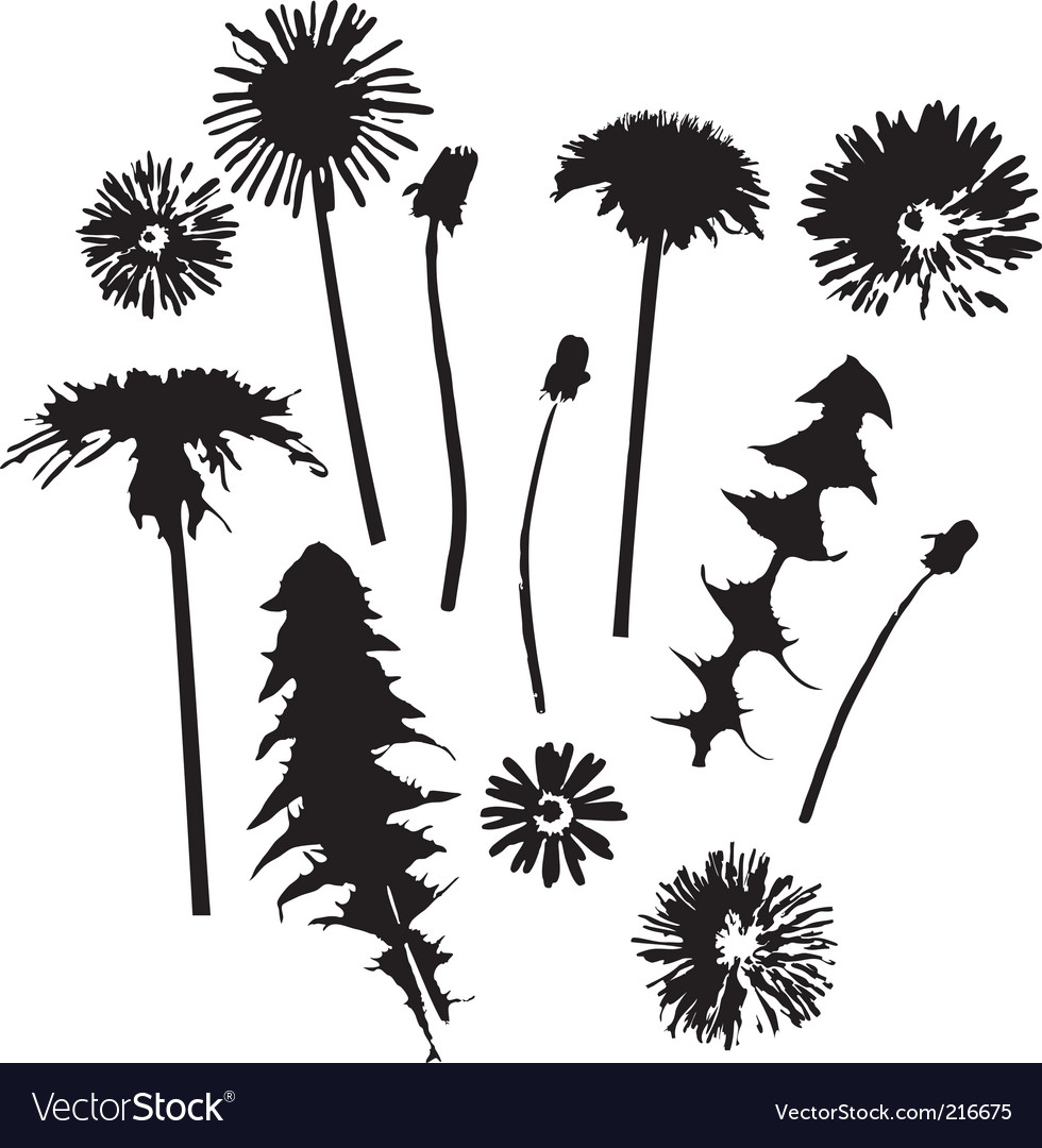 Dandelion silhouettes Royalty Free Vector Image