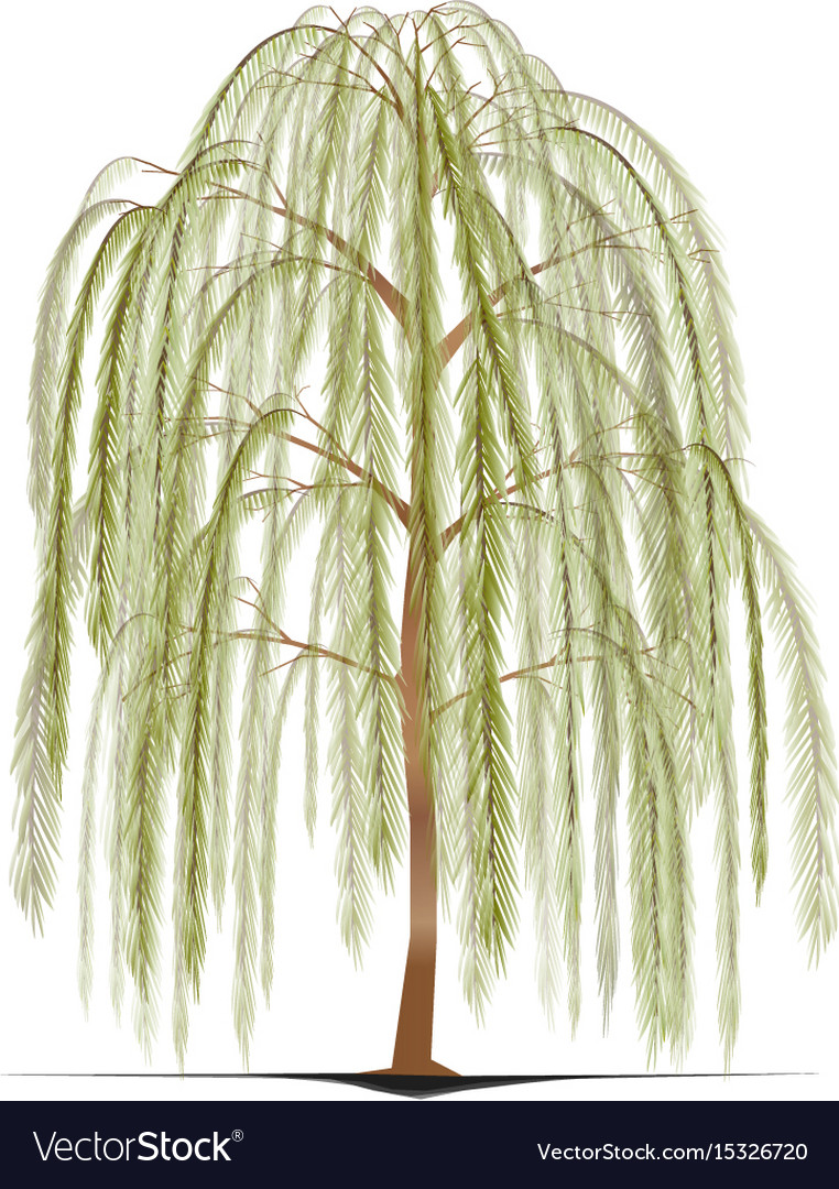 Uncategorized How To Draw A Weeping Willow weeping willow tree royalty free vector image vectorstock image