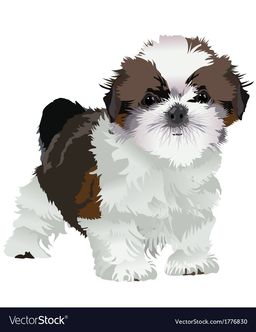Shih tzu puppy Royalty Free Vector Image - VectorStock