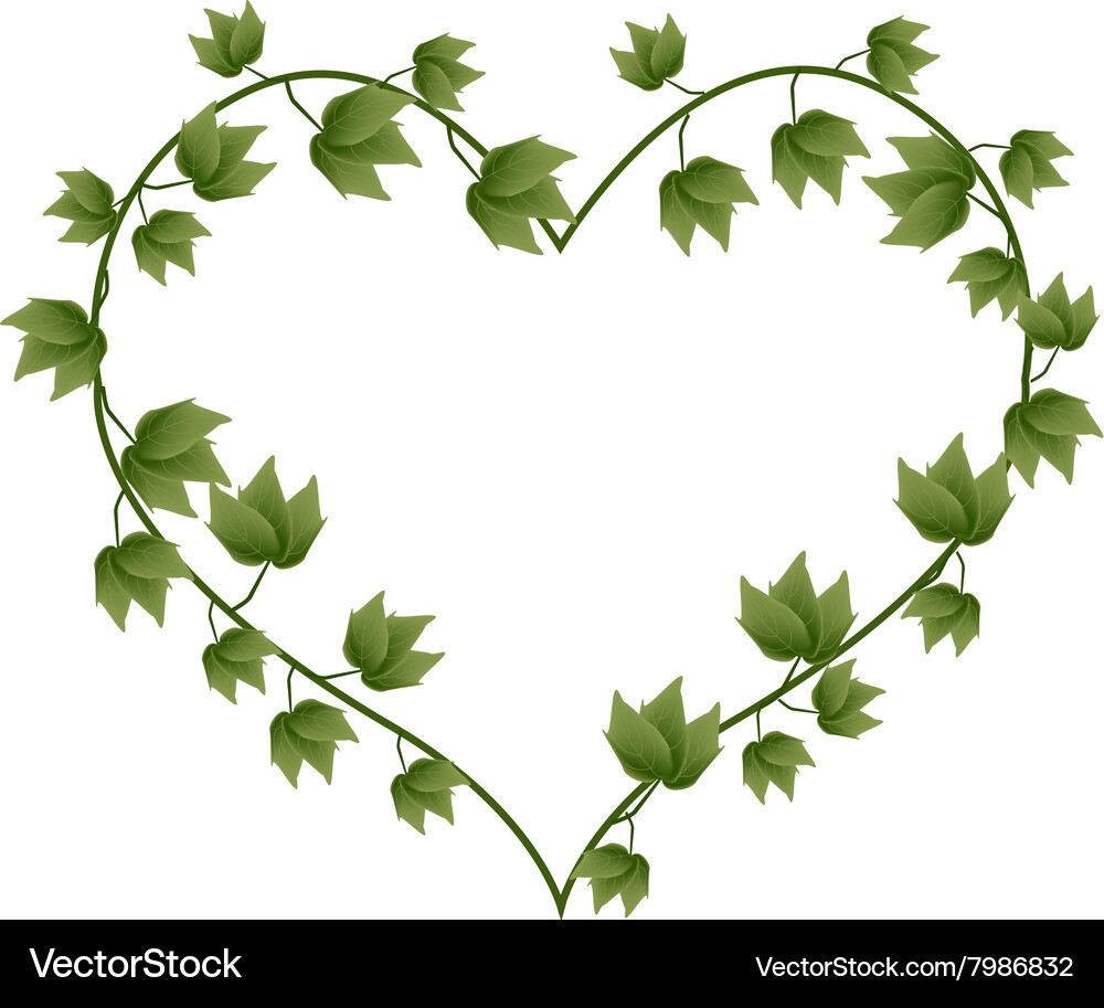 Ivy Vine in A Beautiful Heart Shape Royalty Free Vector