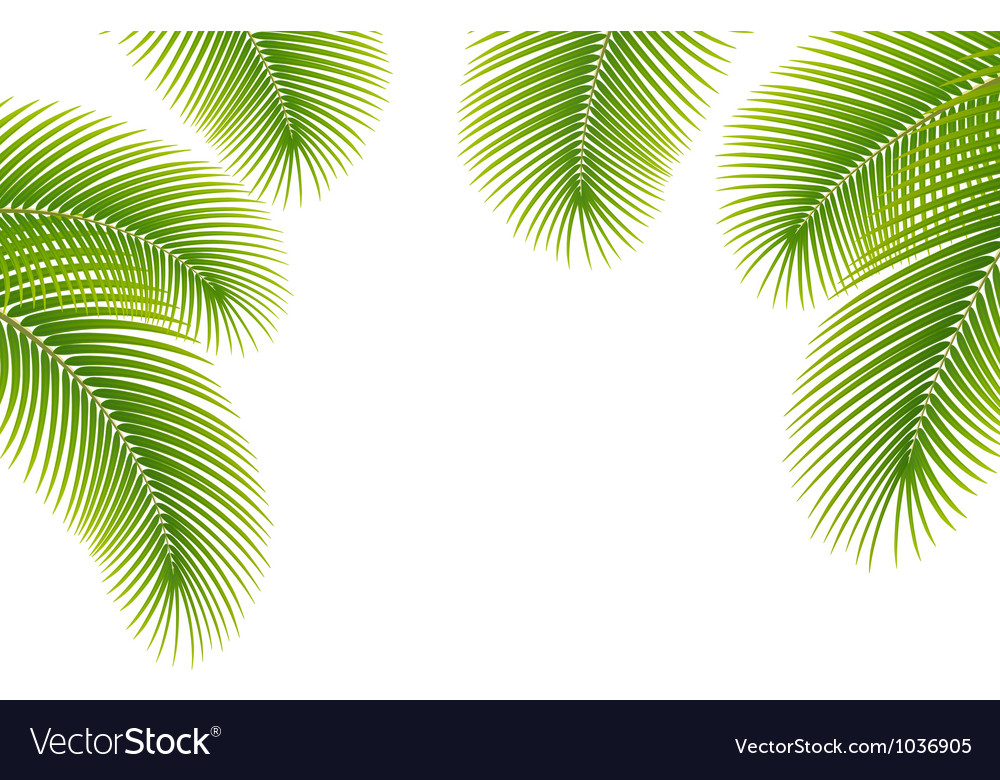 Leaves of palm tree on white background Royalty Free Vector