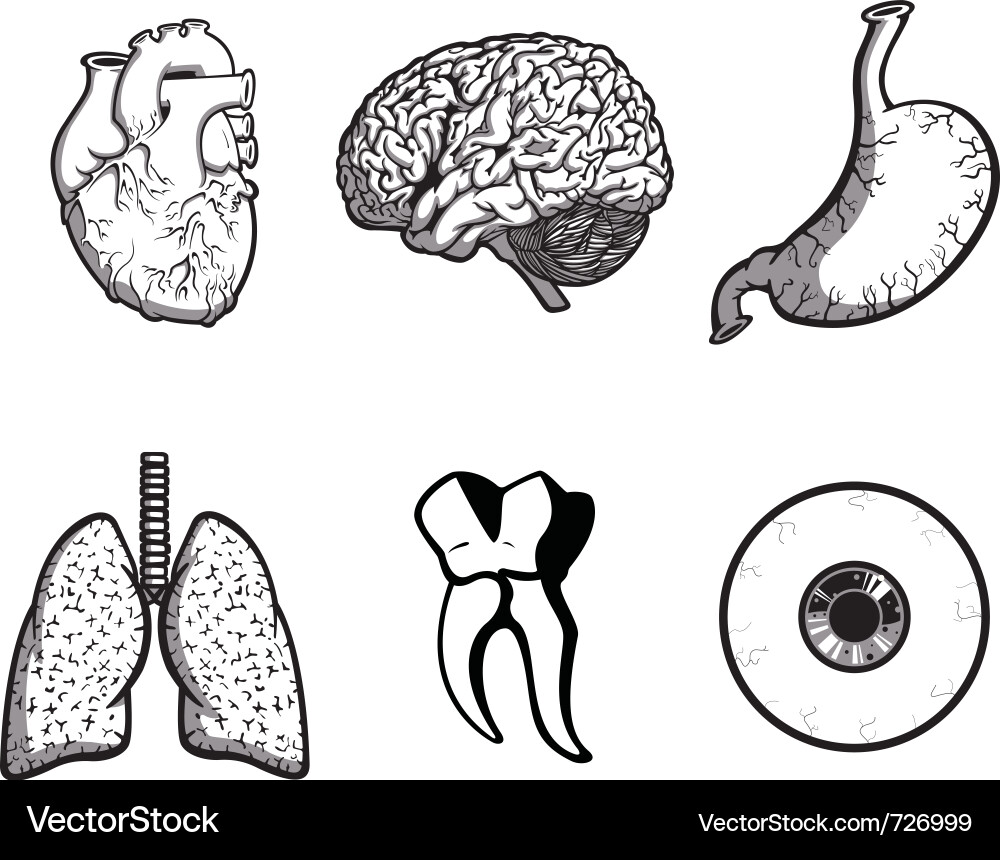 Random body parts Royalty Free Vector Image VectorStock