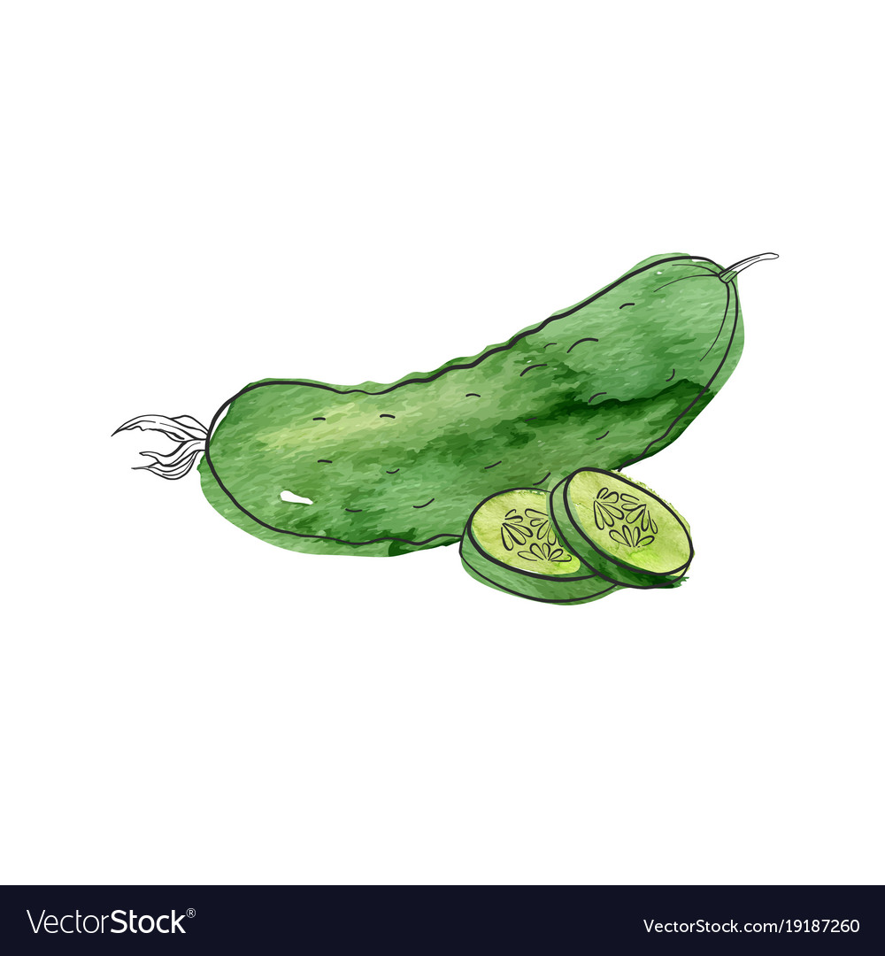 Drawing cucumber Royalty Free Vector Image - VectorStock for Drawing Cucumber
110ylc Drawing cucumber Royalty Free Vector Image - VectorStock for Drawing Cucumber
110ylc