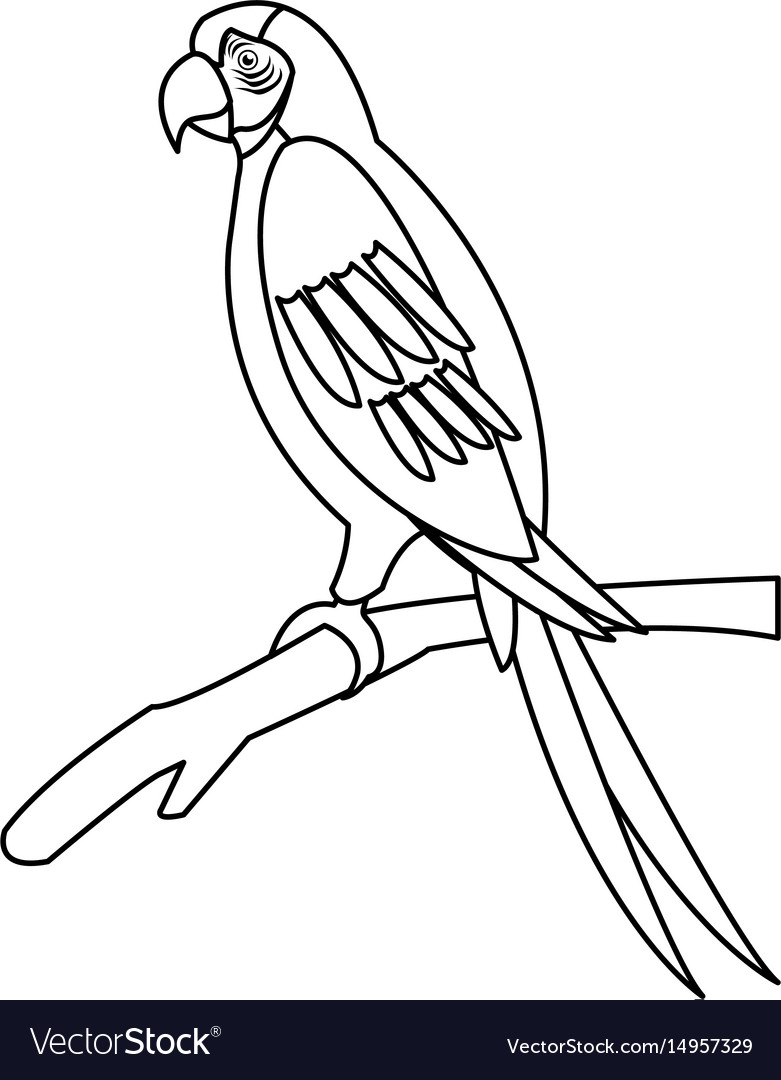 macaw parrot branch brazil bird wildlife outline vector image