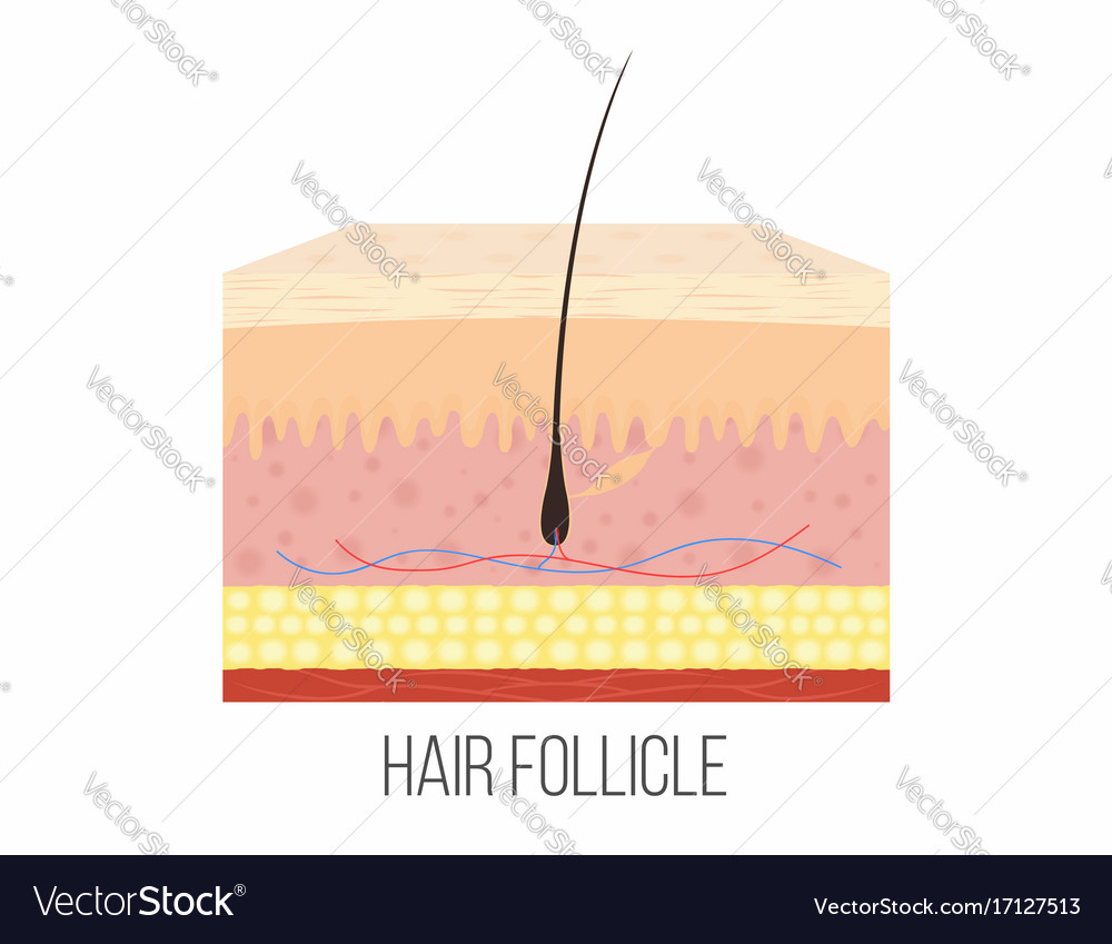human skin anatomy royalty free vector image vectorstock hair follicle human skin layers with hair vector image human skin anatomy royalty free vector image vectorstock hair follicle human skin layers with hair vector image