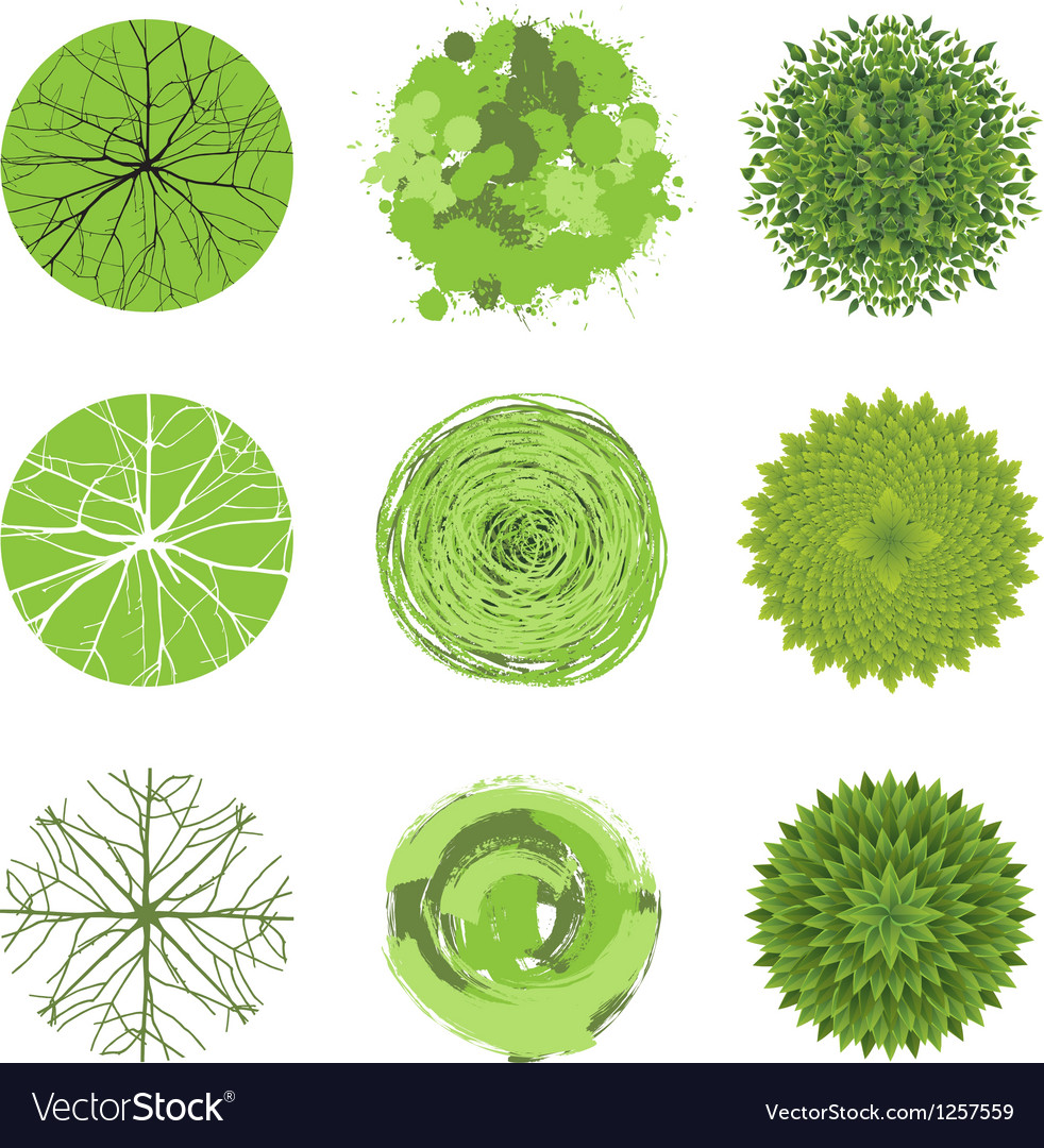 Trees Top View Royalty Free Vector Image Vectorstock Ancestry Stock Images Royalty Free Images Vectors