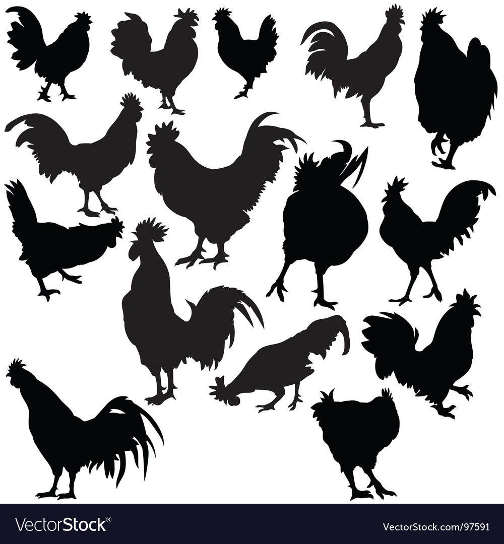 Download Rooster silhouettes Royalty Free Vector Image - VectorStock