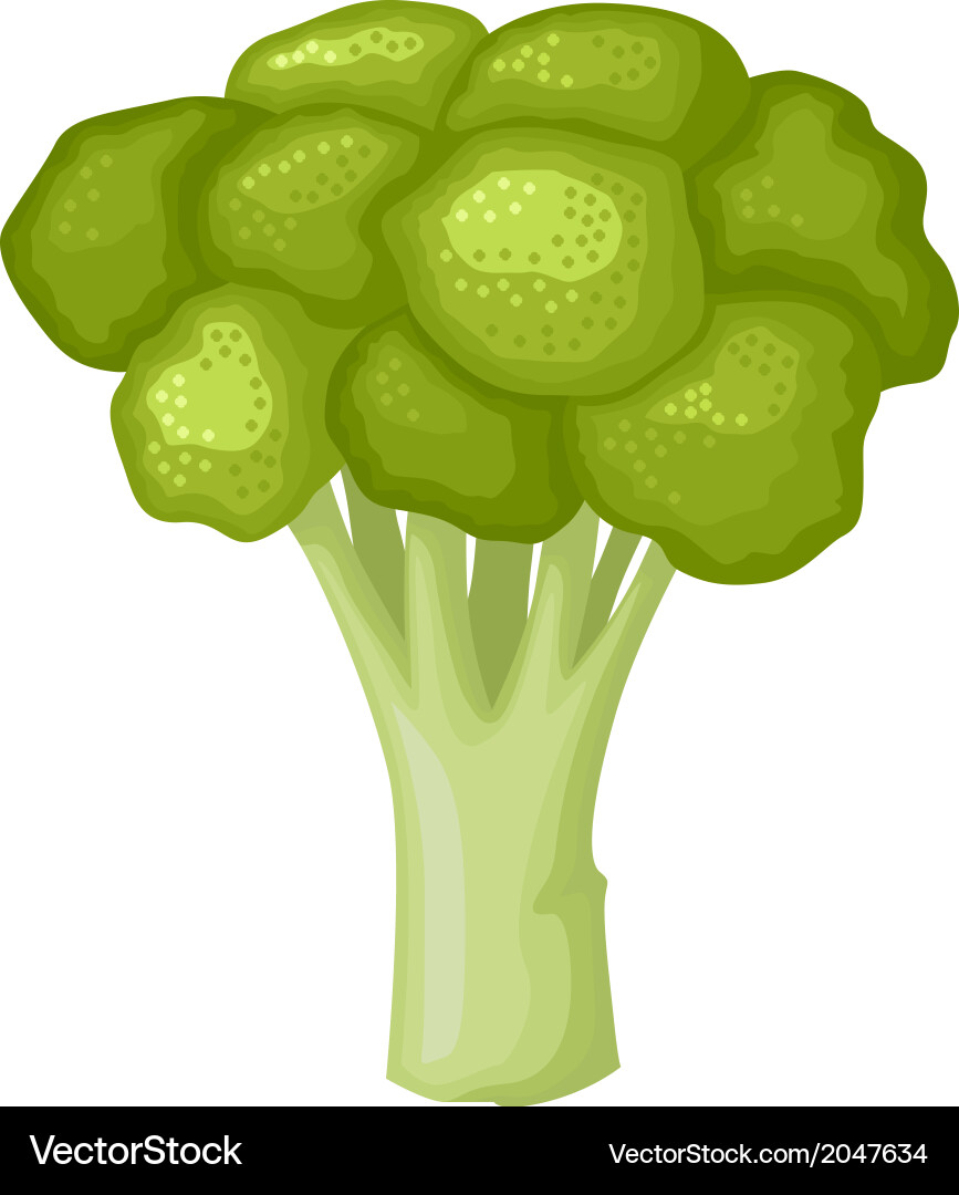 Broccoli Royalty Free Vector Image - VectorStock