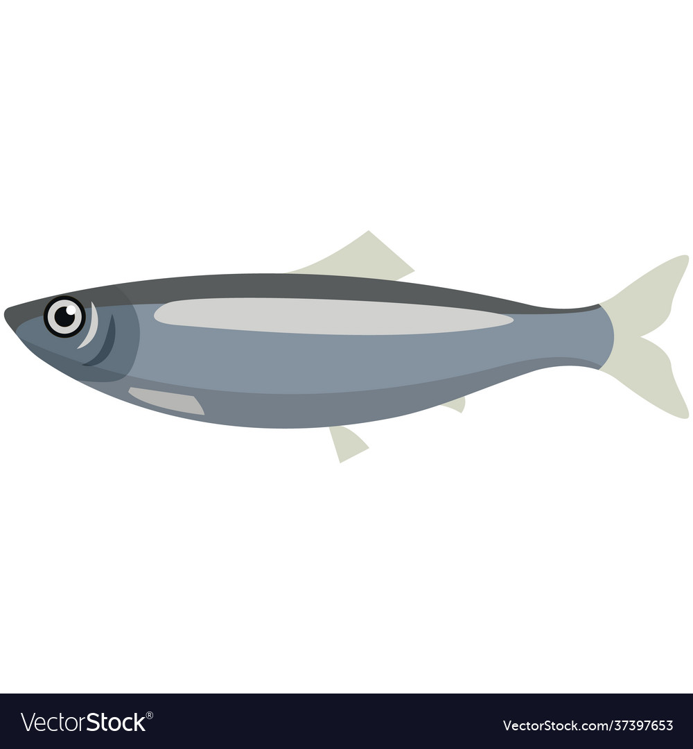Fish pacific herring sea or ocean Royalty Free Vector Image