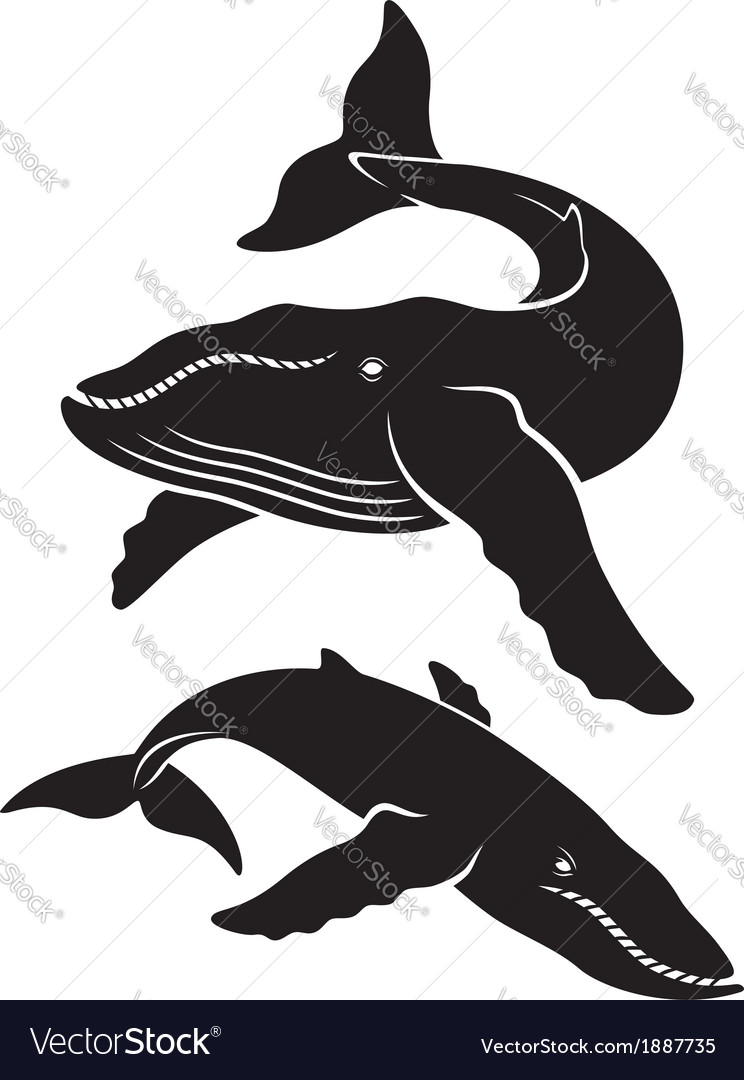 Whale Royalty Free Vector Image - VectorStock
