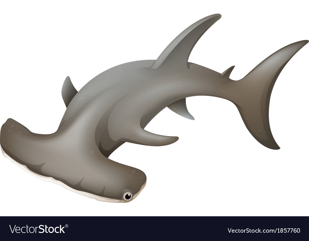 Free Free 328 Hammerhead Shark Svg Free SVG PNG EPS DXF File