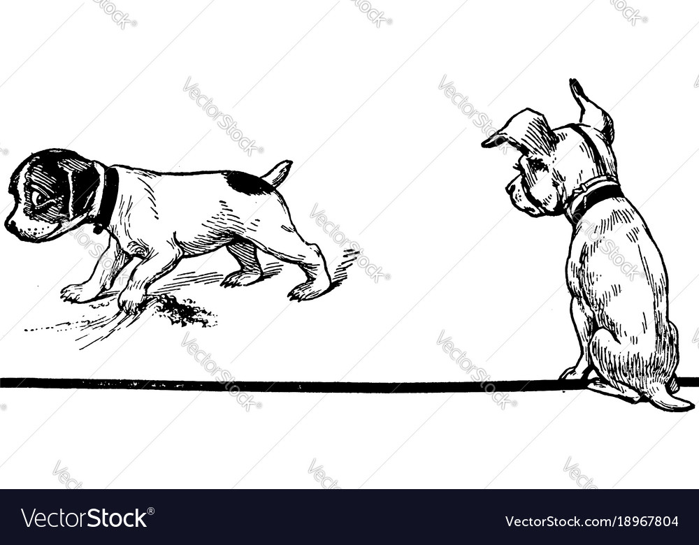 pet watching