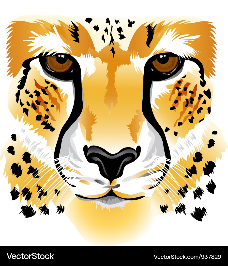 Cheetah face Royalty Free Vector Image - VectorStock