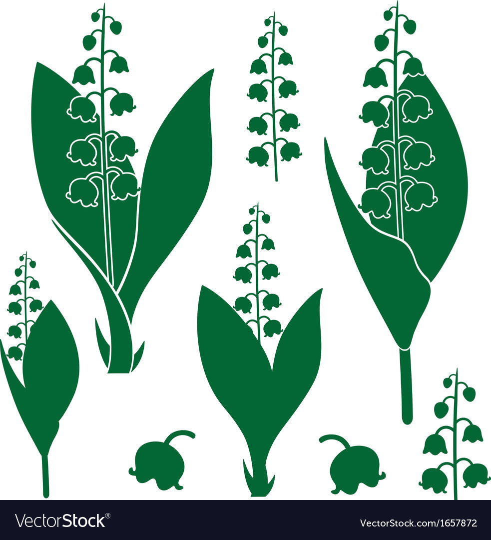 Lily of the valley Royalty Free Vector Image - VectorStock