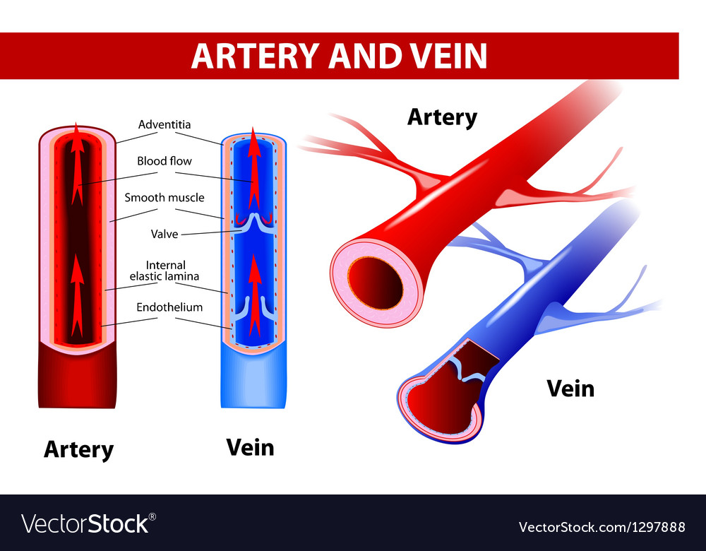 Artery and vein Royalty Free Vector Image - VectorStock