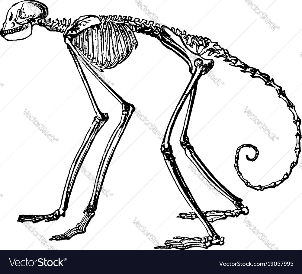 Monkey skeleton vintage Royalty Free Vector Image for Line Drawing Monkey
111bof Monkey skeleton vintage Royalty Free Vector Image for Line Drawing Monkey
111bof