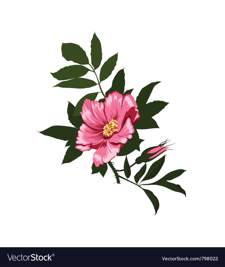 Wild Rose Flower On A White Background Royalty Free Vector Wild Rose Flower On A White Background Vector Image