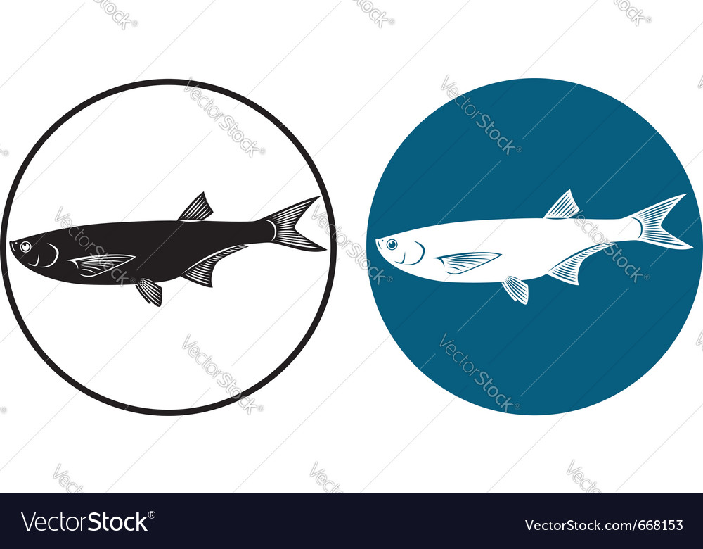Herring fish Royalty Free Vector Image VectorStock