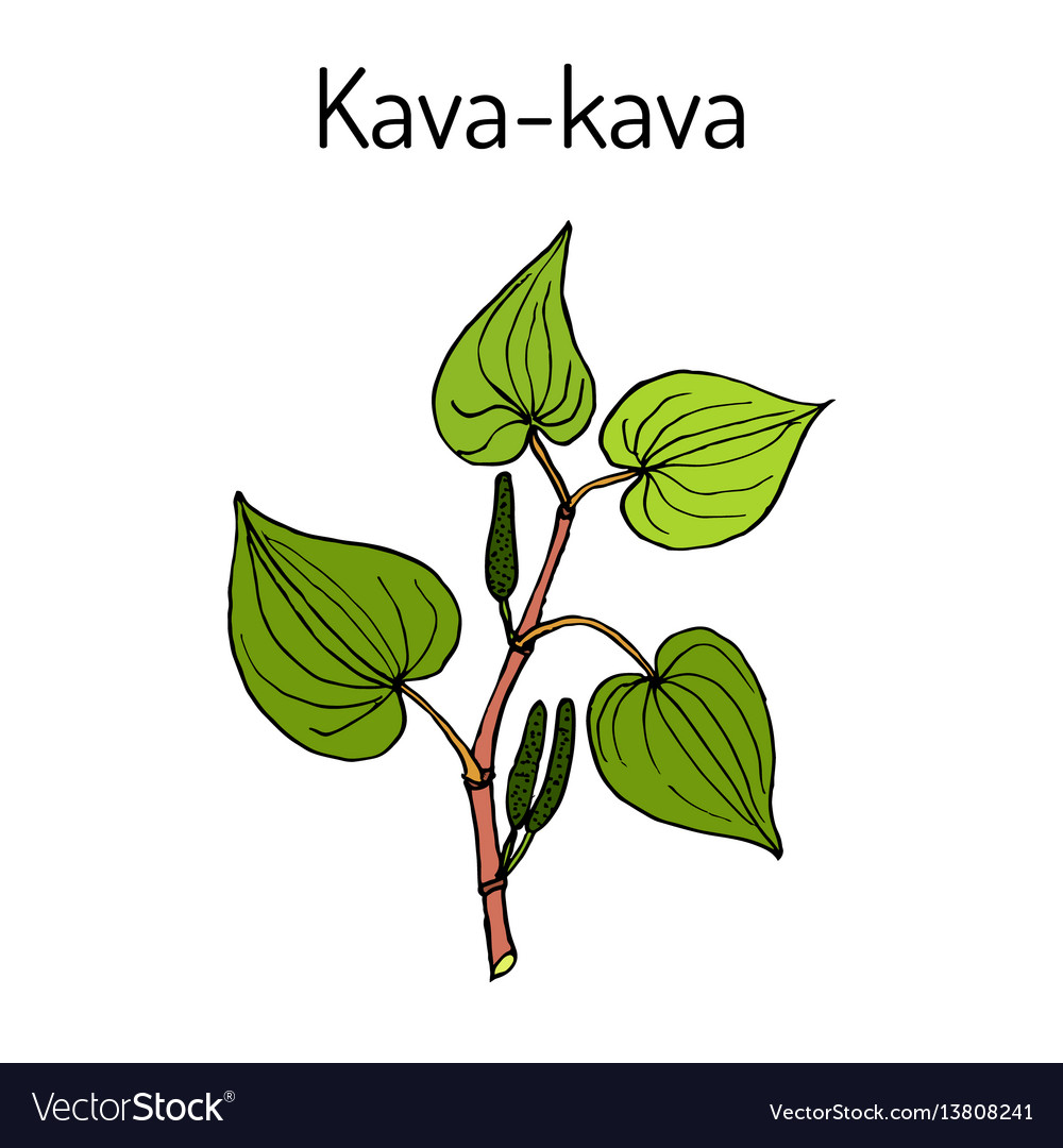 Kavakava piper methysticum medicinal plant Vector Image