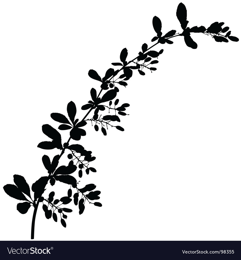 Branch silhouette Royalty Free Vector Image - VectorStock