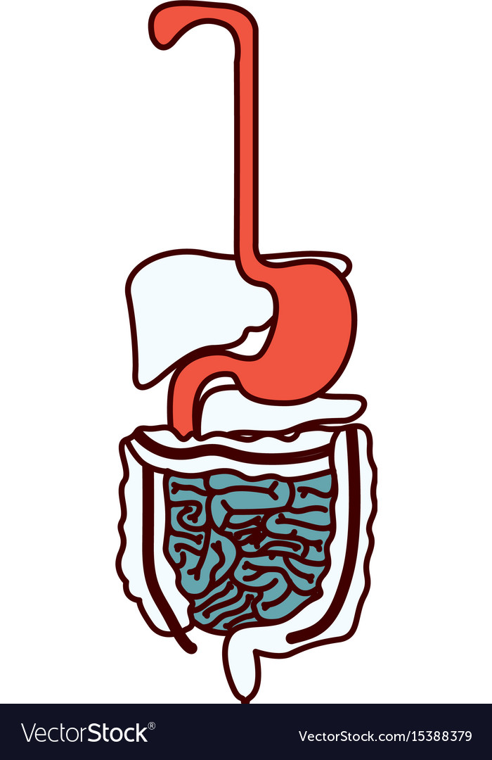 color sections silhouette human digestive system vector image